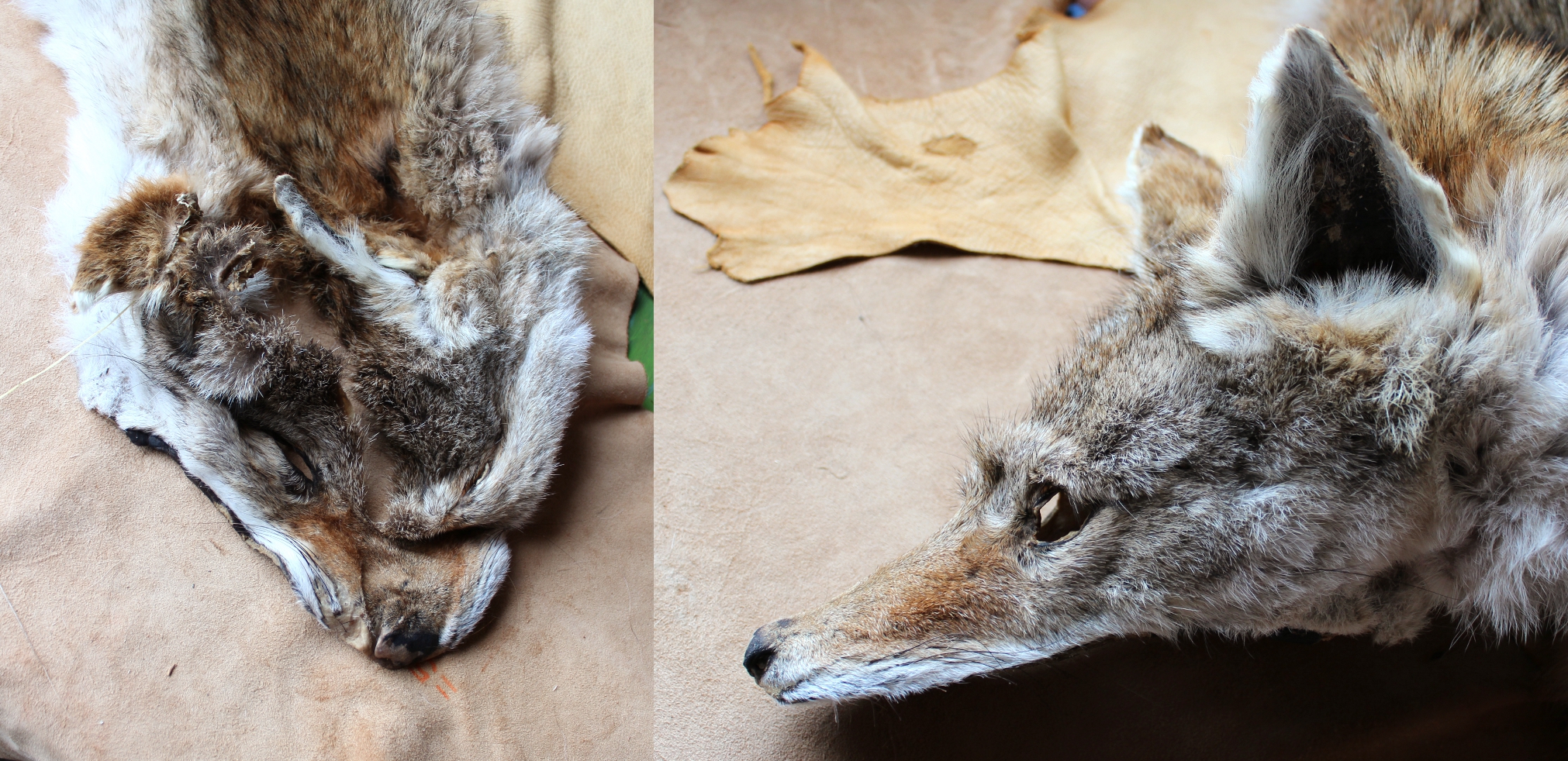 coyotebeforeafter
